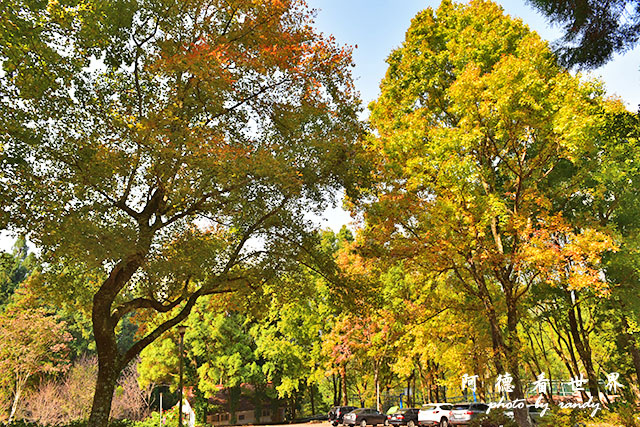 惠蓀林場1217D810 171.JPG 惠蓀林場1217D810 171.JPG