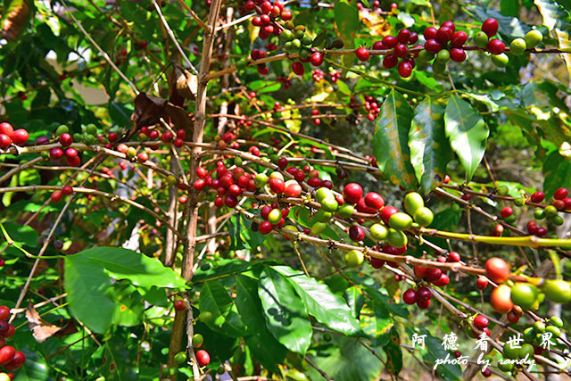 惠蓀林場1217D810 208.JPG 惠蓀林場1217D810 208.JPG