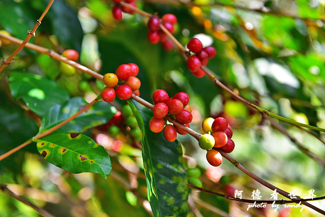 惠蓀林場1217D810 205.JPG 惠蓀林場1217D810 205.JPG