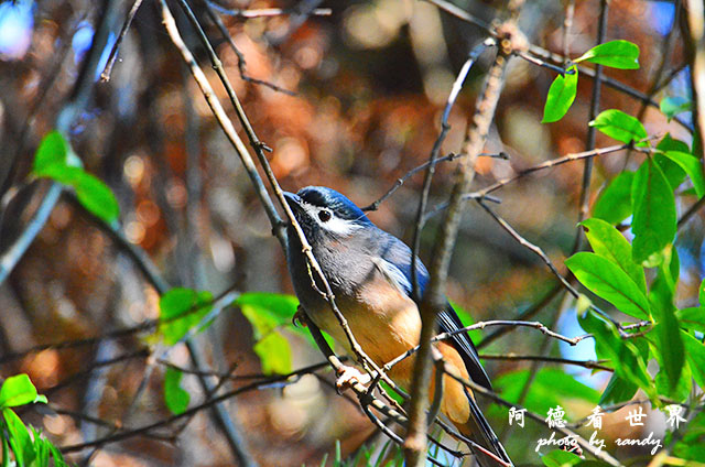 惠蓀林場1217D7000 006.JPG 惠蓀林場1217D7000 006.JPG