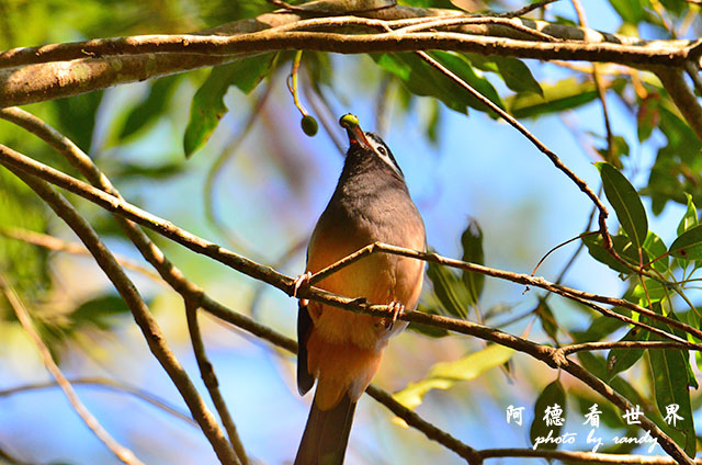 惠蓀林場1217D7000 012.JPG 惠蓀林場1217D7000 012.JPG