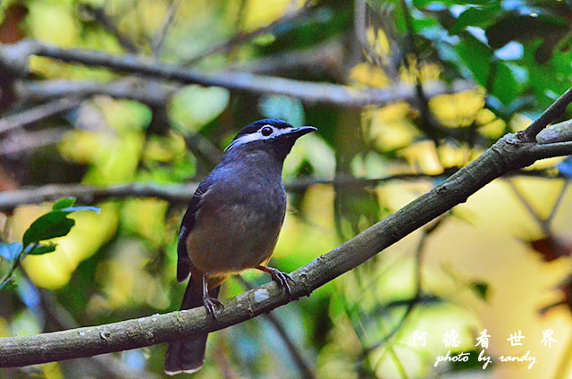 惠蓀林場1217D7000 033.JPG 惠蓀林場1217D7000 033.JPG