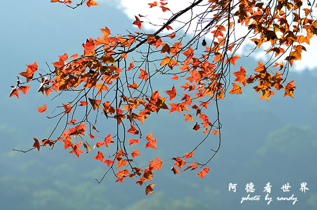 惠蓀林場1217D7000 043.JPG 惠蓀林場1217D7000 043.JPG