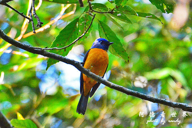 八仙山D7000 015.JPG 八仙山D7000 015.JPG