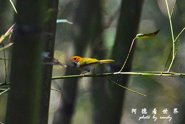 八仙山D7000 022.JPG 八仙山D7000 022.JPG