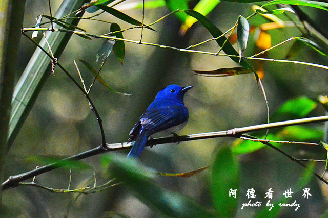 八仙山D7000 020.JPG 八仙山D7000 020.JPG