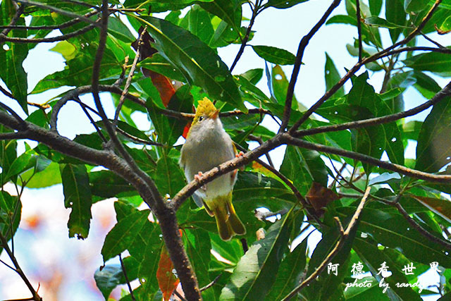 八仙山D7000 025.JPG 八仙山D7000 025.JPG