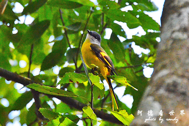 八仙山D7000 033.JPG 八仙山D7000 033.JPG