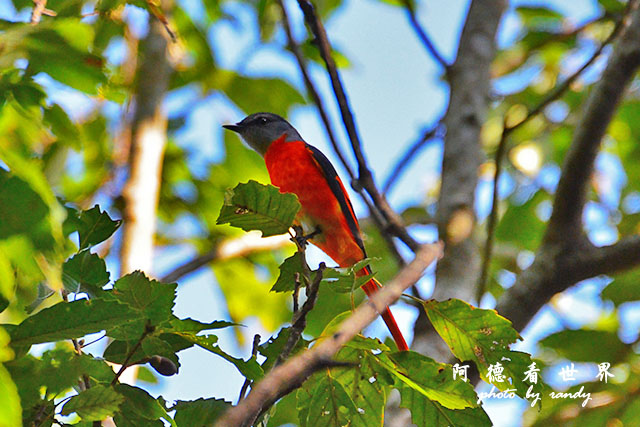 八仙山D7000 041.JPG 八仙山D7000 041.JPG