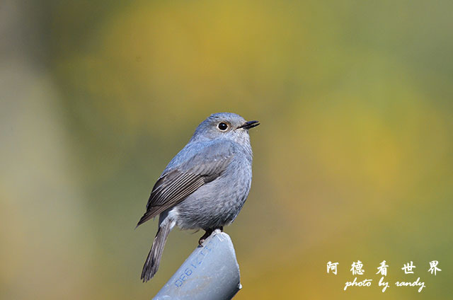 八仙山D7000 082.JPG 八仙山D7000 082.JPG