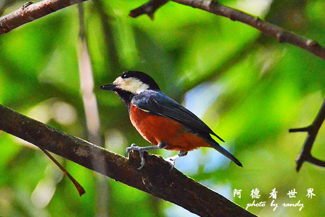 八仙山D7000 097.JPG 八仙山D7000 097.JPG