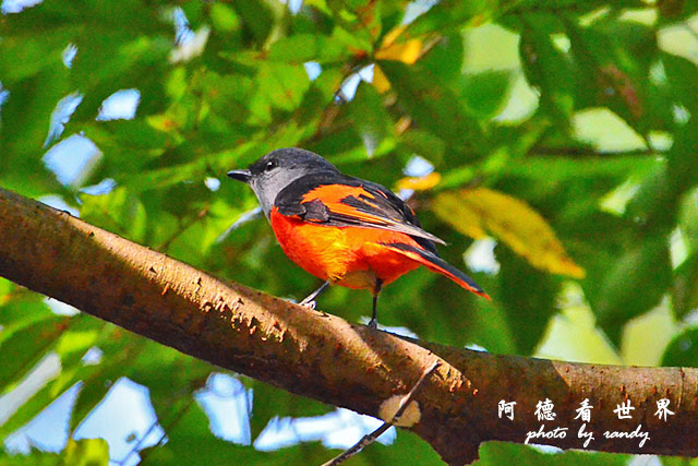 八仙山D7000 115.JPG 八仙山D7000 115.JPG