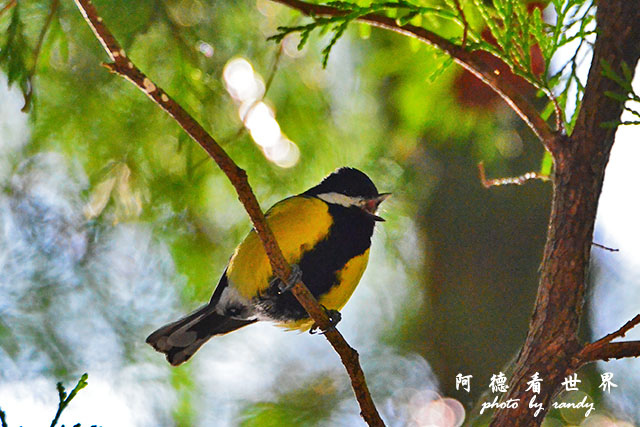 八仙山D7000 127.JPG 八仙山D7000 127.JPG