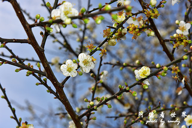 梅山公園D810 039.JPG