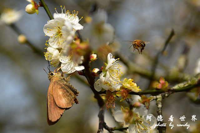 梅山公園D810 135.JPG