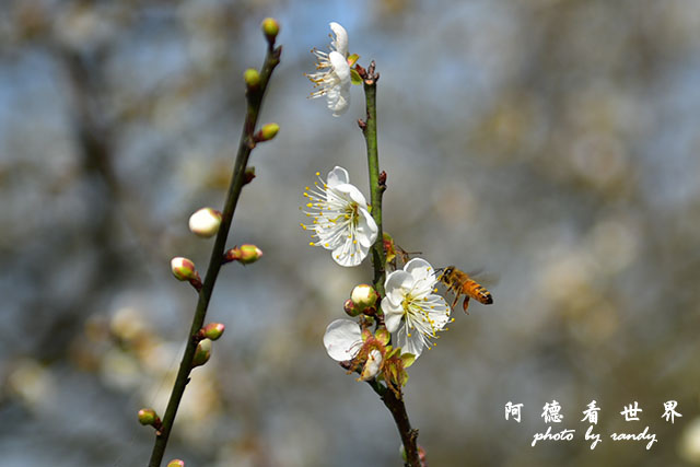 梅山公園D810 142.JPG