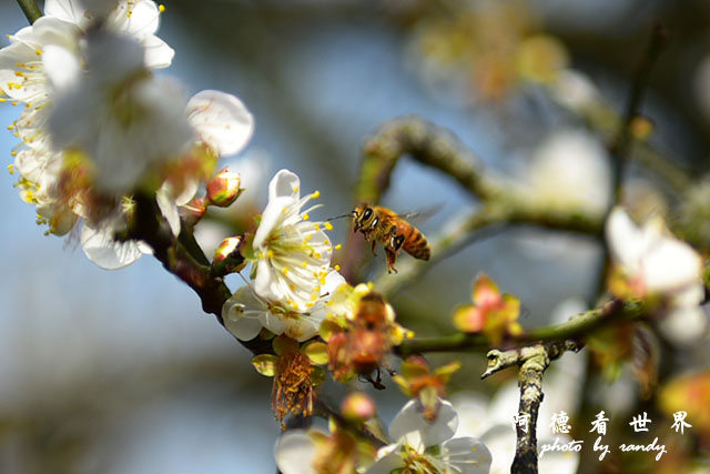 梅山公園D810 146.JPG