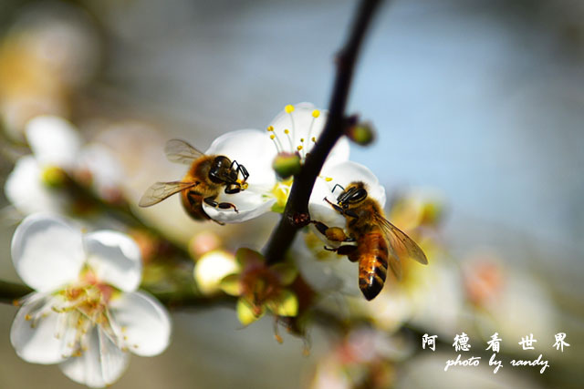 梅山公園D810 150.JPG