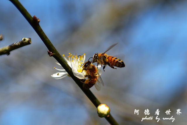 梅山公園D810 169.JPG