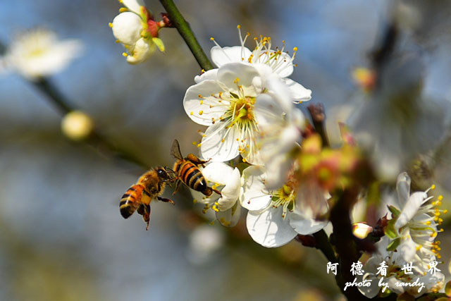 梅山公園D810 173.JPG