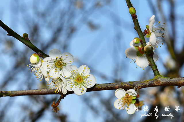 梅山公園D810 206.JPG