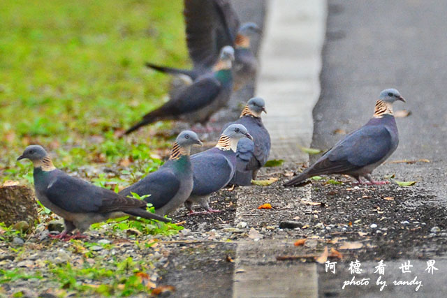 大農大富20160204D7000 002.JPG