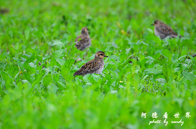 大農大富20160206D7000 060.JPG