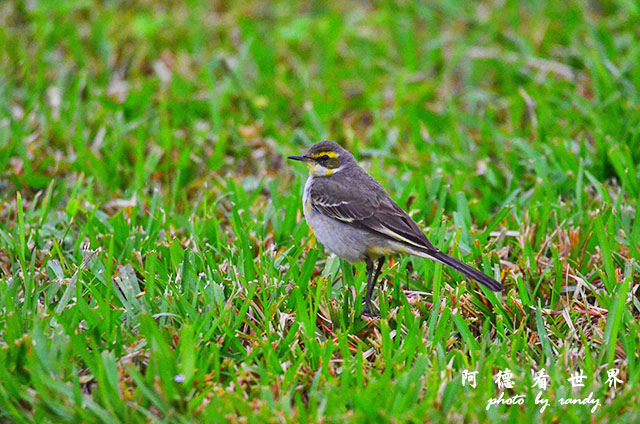 大農大富20160206D7000 107.JPG