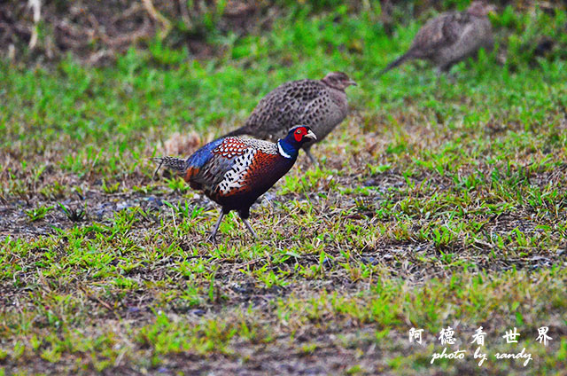 大農大富20160206D7000 126.JPG