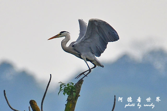 大農大富20160207D7000 027.JPG