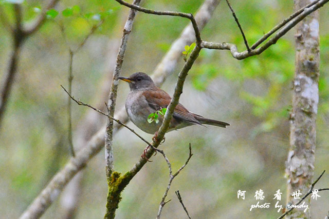 大農大富20160207D7000 041.JPG