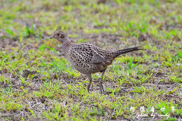 大農大富20160207D7000 093.JPG