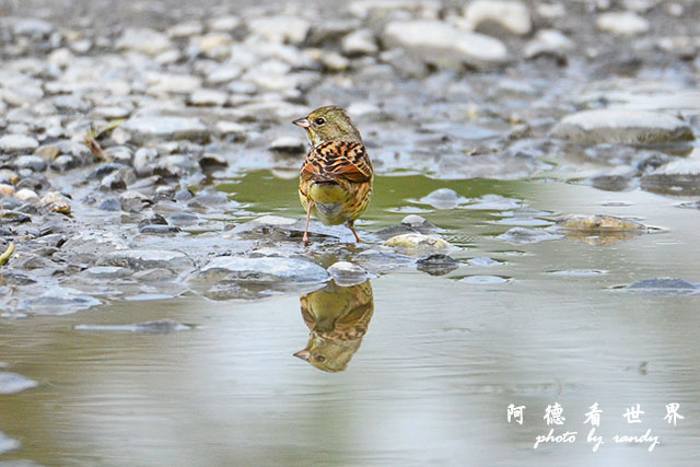 大農大富20160208D7000 080.JPG