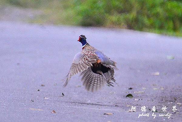 大農大富20160208D7000 092.JPG