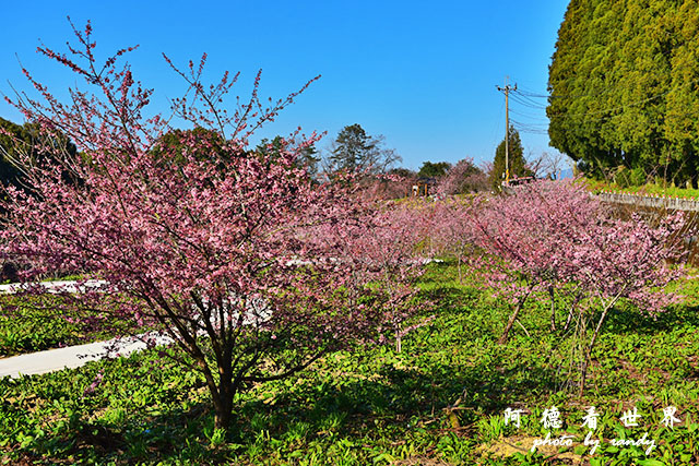 福壽山農場D810 021.JPG