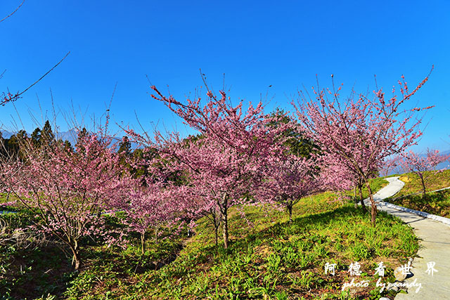 福壽山農場D810 051.JPG