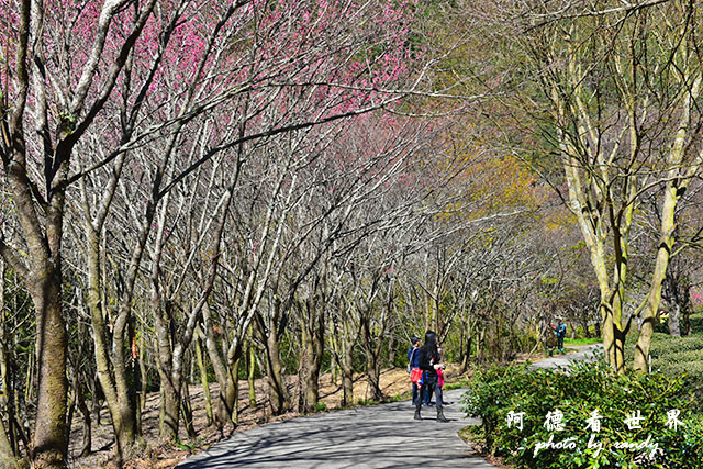 武陵俺0302D810 019.JPG