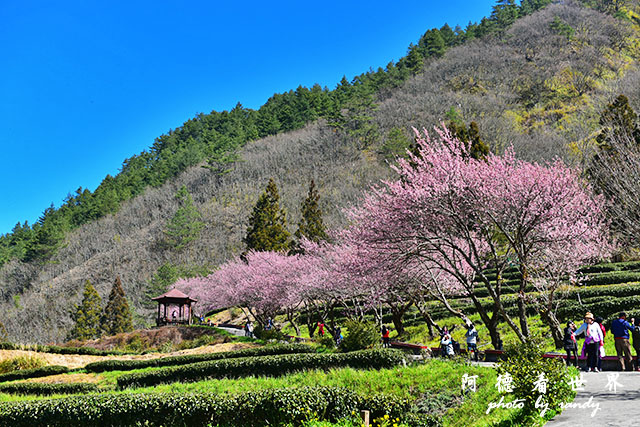 武陵俺0302D810 025.JPG