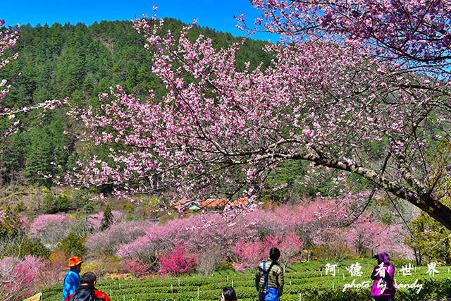 武陵俺0302D810 054.JPG