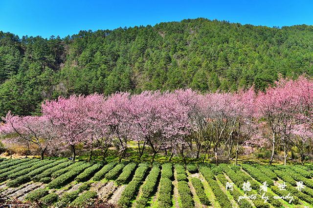 武陵俺0302D810 063.JPG