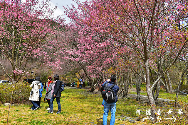 武陵農場0304D810 036.JPG