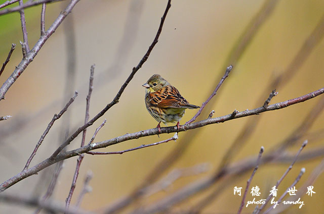 武陵農場0304D7000 043.JPG