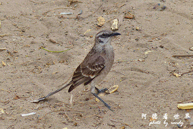 huacachinaFZ (112).JPG huacachinaFZ (112).JPG