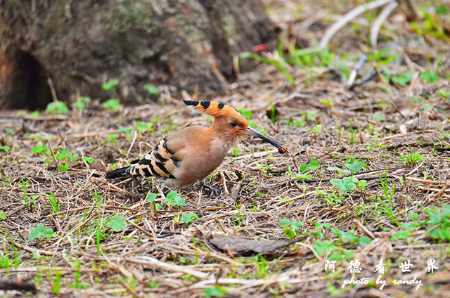 金山青年活動中心0301D7000 106.JPG