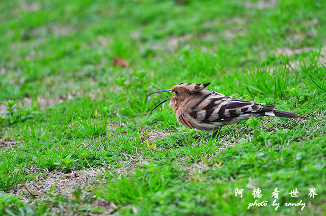 金山青年活動中心0301D7000 125.JPG