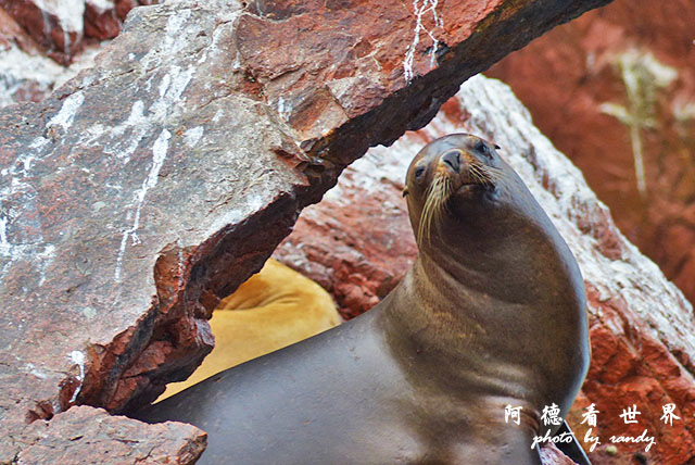 paracasFZ (88).JPG paracasFZ (88).JPG