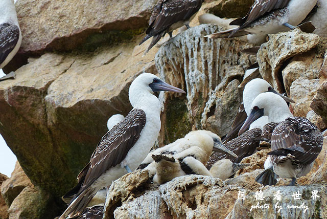 paracasFZ (133).JPG paracasFZ (133).JPG