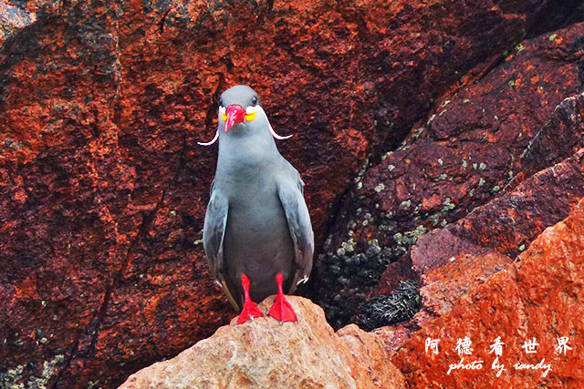 paracasFZ (147).JPG paracasFZ (147).JPG