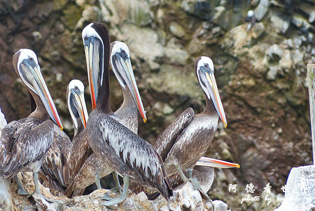 paracasFZ (197).JPG paracasFZ (197).JPG