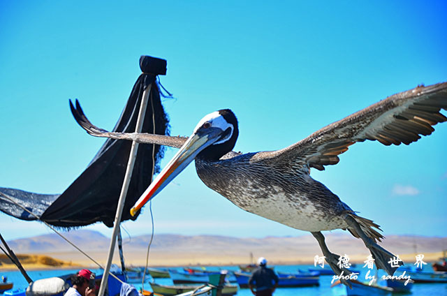 paracasD7 250.JPG paracasD7 250.JPG